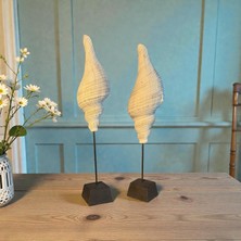 Uzman Ticaret Ikili Deniz Kabuğu