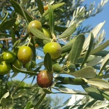 Taber Tüplü Sınırlı Üretim Barnea Zeytini Fidanı