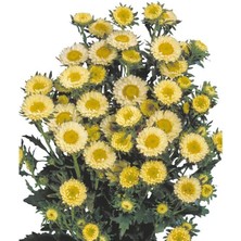 MarkEntegra Sarı Kasımpatı Tohumu (15 Tohum)