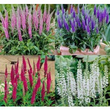 MarkEntegra Veronika Çiçeği Tohumu