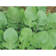 MarkEntegra Roka Tohumu - 10 gr