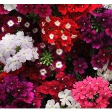 MarkEntegra Iri Ne Çiçeği Tohumu