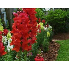 MarkEntegra Ateş Kırmızı Renk Uzun Boylu Aslan Ağzı (25 Tohum)