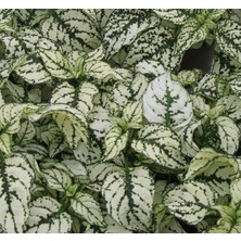 MarkEntegra Hostes Çiçeği Tohumu (Çilli, Niş Yaprak) Beyaz Renkli - 5 Tohum