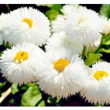 MarkEntegra Beyaz Katmerli Şeker Tabağı Tohumu (30 Tohum)