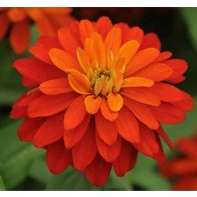 MarkEntegra Turuncu Kirli Hanım Tohumu (10 Tohum)