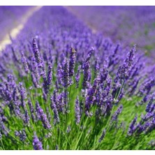 MarkEntegra Lavanta - Hem Kokusu Hem De Görüntü (15 Tohum)