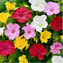 MarkEntegra Akşam Sefası (+8 Tohum) -