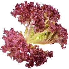 MarkEntegra Marul Kırzı Kıvırcık (Çoklu Tohum) - 5 Gram