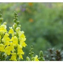 MarkEntegra Aslanağzı Tohumu (Kesimlik) Sarı Renkli - 20 Tohum