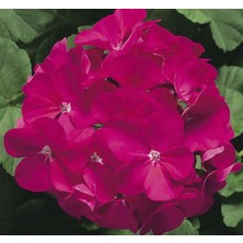 MarkEntegra Violet Gül Sardunya Tohumu (10 Tohum)