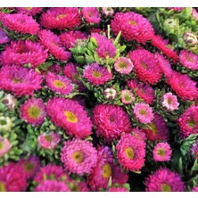 MarkEntegra Kasımpatı Çiçeği Tohumu (Uzun Boylu, Kesimlik) Pembe Renkli - 5 Tohum