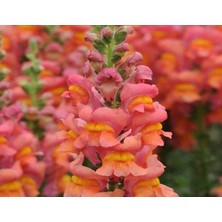 MarkEntegra Turuncu Renk Uzun Boylu Aslan Ağzı (25 Tohum)