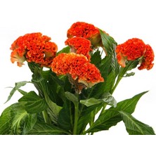 MarkEntegra Horoz Ibiği Balta Tohumu Japon - Turuncu Renkli (20 Tohum)