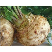 MarkEntegra Kök Kereviz Tohumu - 10 gr