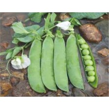 MarkEntegra Bezelye Tohumu - 10 gr