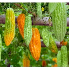 MarkEntegra Kudret Narı Çiçeği Tohumu