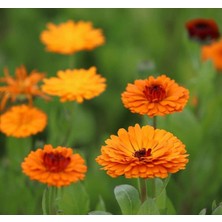MarkEntegra Nergis Çiçeği Tohumu (Aynı Sefa)