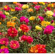 MarkEntegra Ipek Çiçeği Tohumu (Katmerli Çok Çiçekli) Karışık Renkli - 40 Tohum