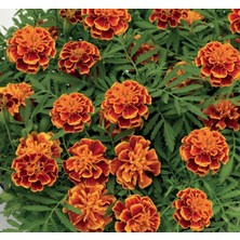 MarkEntegra Klasik Fransız Kadife Çiçeği Tohumu (50 Tohum)