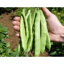 MarkEntegra Doğal Fasulye Tohumu Alman Ayşe (Sırık)