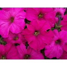 MarkEntegra Fuşya Petunya (20 Tohum)