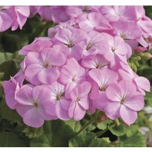 MarkEntegra Leylak Gül Sardunya Tohumu (10 Tohum)