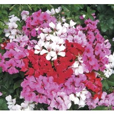 MarkEntegra Sakız Sardunya Tohumu - Karışık Renkli (5 Tohum)