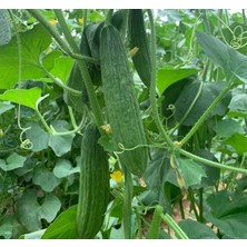 MarkEntegra Kara (Çoklu Tohum) - 5 Gram