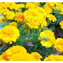 MarkEntegra Fransız Kadife Çiçeği Tohumu (Bodur) Sarı Renkli - 10 Tohum