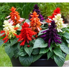 MarkEntegra Ateş Çiçeği (Çoklu Tohum) - 75 Tohum - Karışık Renk