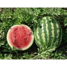 MarkEntegra Karpuz Crimson Sweet Tohumu - 10 gr