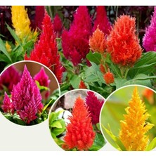 MarkEntegra Horoz Ibiği Püskül (Çoklu Tohum) - 200 Tohum - Karışık Renk