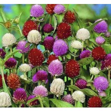 MarkEntegra Medine Çiçeği Tohumu