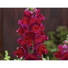 MarkEntegra Koyu Kırmızı Renk Uzun Boylu Özel Aslan Ağzı (10 Tohum)