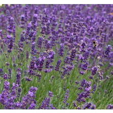 MarkEntegra Lavanta Tohumu (Kalıcı Keskin Kokulu) Renkli - 5 Tohum