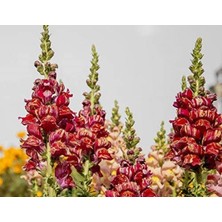 MarkEntegra Sarı Kırmızı Çizgili Renk Uzun Boylu Aslan Ağzı (25 Tohum)