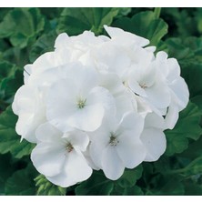 MarkEntegra Beyaz Gül Sardunya Tohumu (10 Tohum)