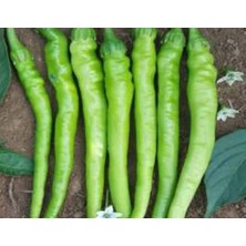 MarkEntegra Biber Çetinel Tohumu - 10 gr