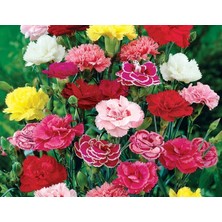 MarkEntegra Büyük Boy Karanfil (+100 Tohum) -