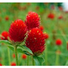 MarkEntegra Kırmızı Medine Düğmesi Tohumu (50 Tohum)