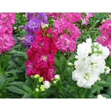 MarkEntegra Kokulu Şebboy (+50 Tohum) -