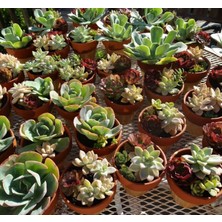 MarkEntegra Sukulent Kaktüs Çiçeği No:5 Tohumu