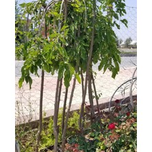 Taber TERS DUT (PARAŞÜT-140 cm ve üzeri)