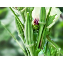 MarkEntegra Doğal Sultani Bamya Tohumu