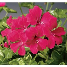 MarkEntegra Sakız Sardunya Tohumu - Fuşya Renkli (3 Tohum)