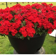 MarkEntegra Kırmızı Floks Tohumu (25 Tohum)