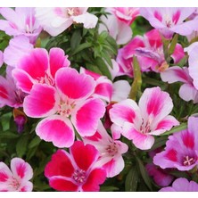 MarkEntegra Godetya Çiçeği Tohumu (Büyük Çiçek Bahçe Açelyası) Karışık Renkli - 5 Tohum