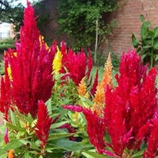 MarkEntegra Horoz Ibiği Tohumu (Tüy Uzun Boylu) - Kırmızı Renkli - 40 Tohum