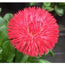 MarkEntegra Kırmızı Katmerli Şeker Tabağı Tohumu (30 Tohum)